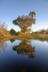 Obraz premium Okavango Delta - Botsuana / Botswana - Africa