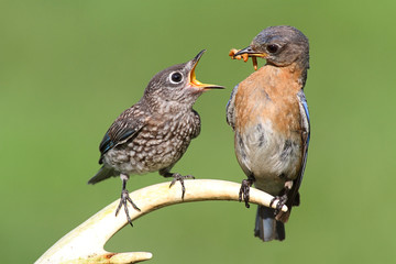 Fototapeta premium Female Eastern Bluebird Feeding A Baby