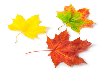 Three colorful maple autumnal leaves