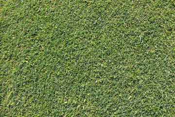 Golfgreen
