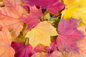 Naklejka na ściany i meble Autumn maple leafs