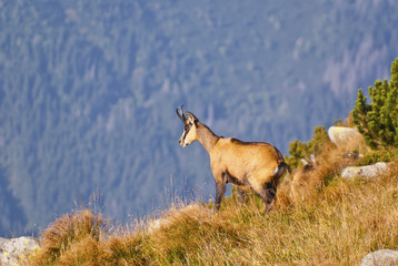 Chamois
