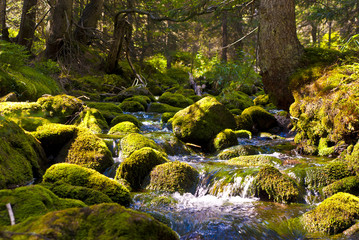 Rapid stream through the forrest