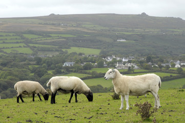 Obraz premium Sheep grazing on Dinas Head on Pembrokeshire coast