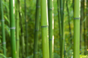 Obraz na płótnie Canvas Bambus tle