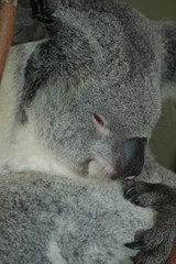 Fototapeta premium Koala