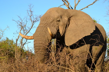 African Elephant- Loxodonta africana