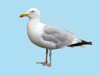 Isolated Herring Gull