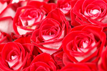 red roses