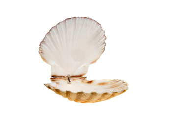 Open scallop shell