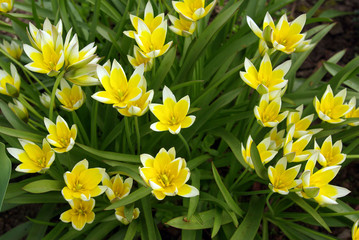 Obraz premium yellow flowers
