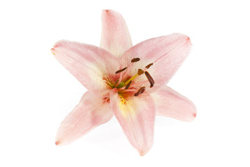 Fototapeta na wymiar lily flower on white