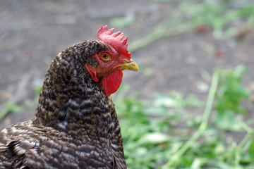 hen