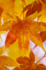 beautiful autumn leaves