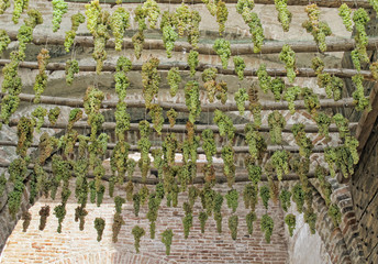 bunches of grapes hanging during the feast of harvest