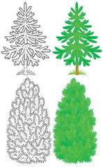 Fir and cypress