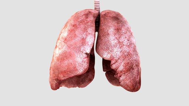 Lungs breathing. Loop ready.