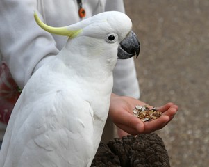 Cockatoo feeding from hand