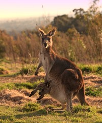 Kangaroo with joey at sunset