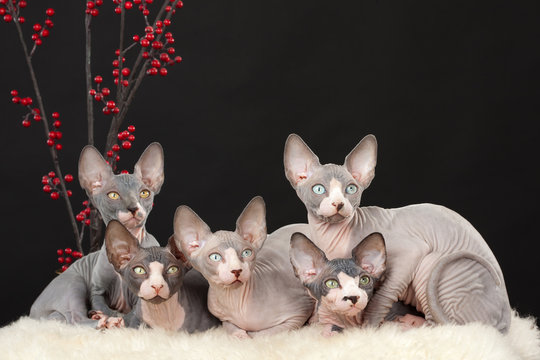 Five Sphynx Kitten