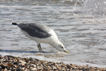 Seagull