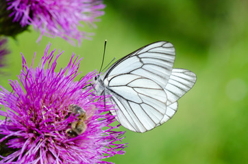 White butterfly on lilac flower