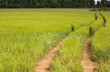 Fototapeta na wymiar Barley field