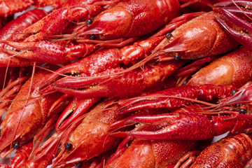 Red crayfish