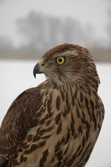 Hawk portrait