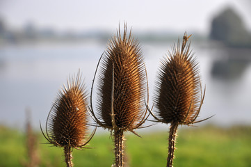 Trio of overblown thistles