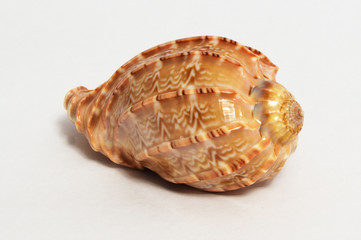 shell