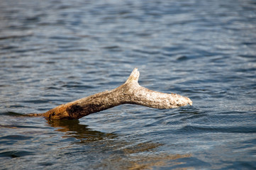 Hand out of the water