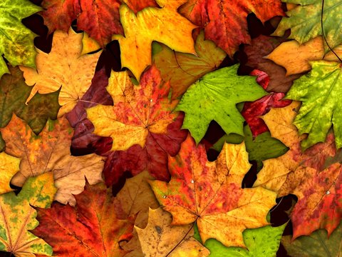 dry autumn leaves background
