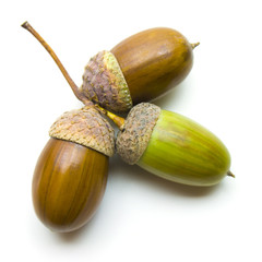 Color photo of green acorns on a white background