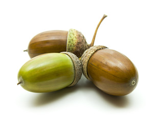 Color photo of green acorns on a white background