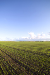Fototapeta na wymiar Wheat field.