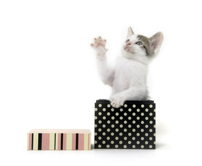 Cute kitten in polka dot box