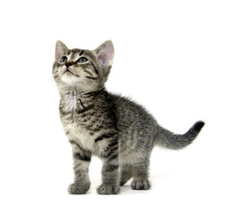 Cute tabby kitten on white