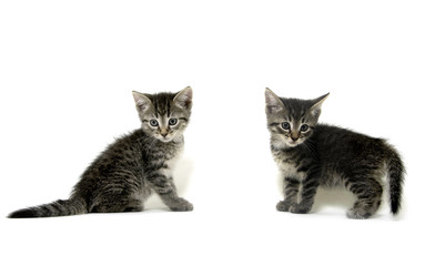 Two tabby kittens on white