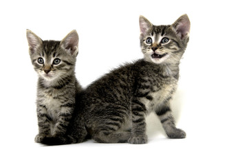 Fototapeta na wymiar Two tabby kittens on white