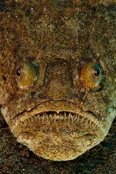 Uranoscopus scaber