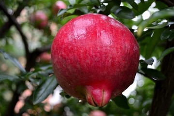 pomegranate