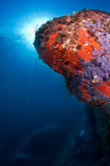 Fototapeta na wymiar mediterranean sealife