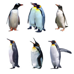 Isolated gentoo and emperor penguins