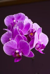 Plant, Orchid, Phalaenopsis, Pink Flowers