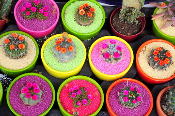 flowered cactus in colorful and fancy pots