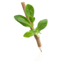 Wooden pencil with  leaves