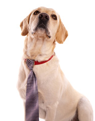 labrador avec une cravate