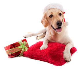 labrador avec bonnet rouge et cadeau de noël