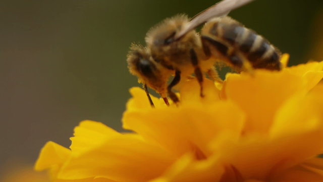 Bee gathering pollen